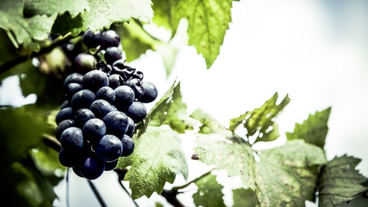 Vineyards with bee